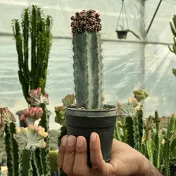 کاکتوس پیوندی ژمینو چرمی