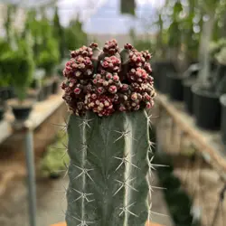 کاکتوس پیوندی ژمینو چرمی