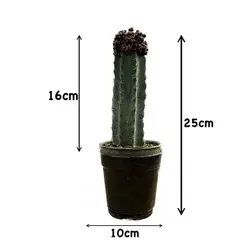 کاکتوس پیوندی ژمینو چرمی