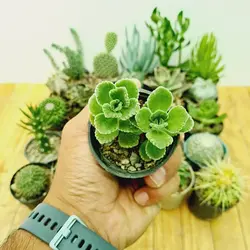 پک میکس ساکولنت و کاکتوس
