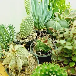 پک میکس ساکولنت و کاکتوس