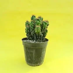 کاکتوس صخره ای سایز 14