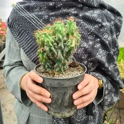 کاکتوس صخره ای سایز 14