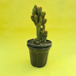 کاکتوس صخره ای تیغ قرمز