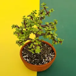 بونسای کراسولا خرفه ای