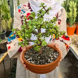 بونسای کراسولا خرفه ای