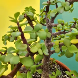 بونسای کراسولا خرفه ای