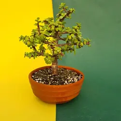 بونسای کراسولا خرفه ای