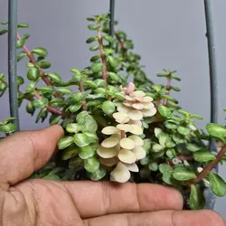 کراسولا خرفه ای ابلق معکوس