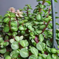 کراسولا خرفه ای ابلق معکوس