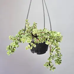 کراسولا خرفه ای ابلق