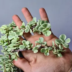 کراسولا خرفه ای ابلق