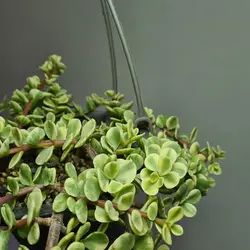 کراسولا خرفه ای ابلق