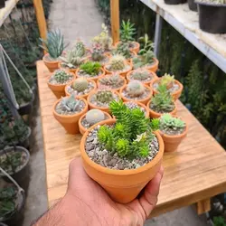 پک کاکتوس و ساکولنت سایز 6