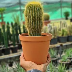 کاکتوس نوتو عسلی پرمو