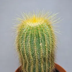 کاکتوس نوتو عسلی پرمو