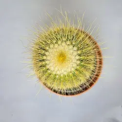 کاکتوس نوتو عسلی پرمو