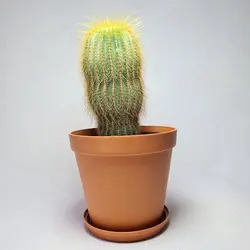 کاکتوس نوتو عسلی پرمو