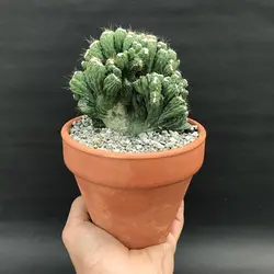 کاکتوس صخره ای(کوهی)