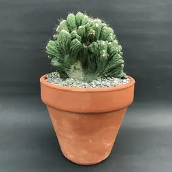 کاکتوس صخره ای(کوهی)