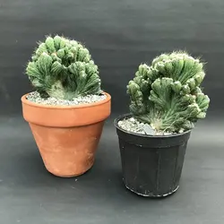 کاکتوس صخره ای(کوهی)