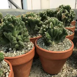 کاکتوس صخره ای(کوهی)