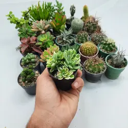 پک میکس کاکتوس و ساکولنت