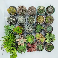 پک میکس کاکتوس و ساکولنت