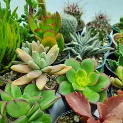 پک میکس کاکتوس و ساکولنت