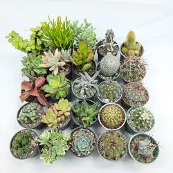 پک میکس کاکتوس و ساکولنت