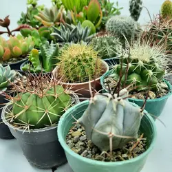 پک میکس کاکتوس و ساکولنت