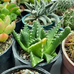 پک میکس کاکتوس و ساکولنت