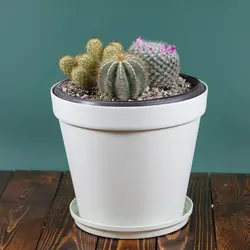 میکس کاکتوس شماره 2