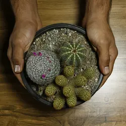 میکس کاکتوس شماره 2