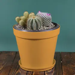 میکس کاکتوس شماره 2