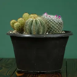 میکس کاکتوس شماره 2