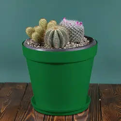 میکس کاکتوس شماره 2