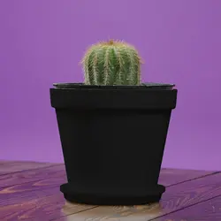 کاکتوس نوتو مگنی فیکوس سایز 12