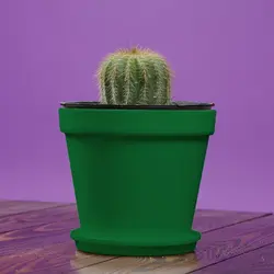 کاکتوس نوتو مگنی فیکوس سایز 12