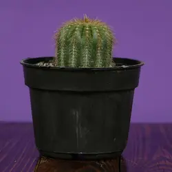 کاکتوس نوتو مگنی فیکوس سایز 12