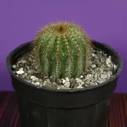 کاکتوس نوتو مگنی فیکوس سایز 12