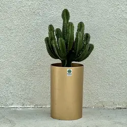 کاکتوس افوربیا اینگنس هرکول