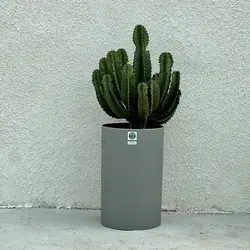 کاکتوس افوربیا اینگنس هرکول