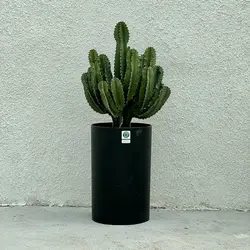 کاکتوس افوربیا اینگنس هرکول