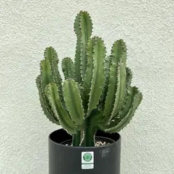 کاکتوس افوربیا اینگنس هرکول