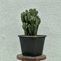 کاکتوس صخره ای مینیاتور