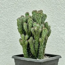 کاکتوس صخره ای مینیاتور