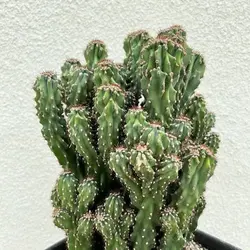 کاکتوس صخره ای مینیاتور