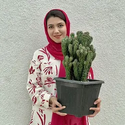 کاکتوس صخره ای مینیاتور