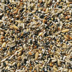 غذای ثابت روزانه سهره دلیسید مدل گرس میکس